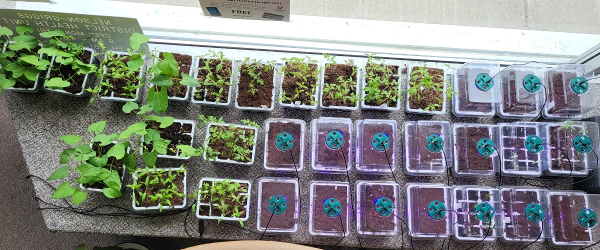Garden Boxes