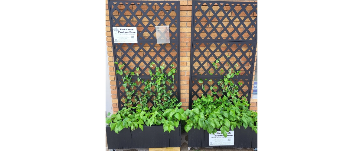 Garden Boxes